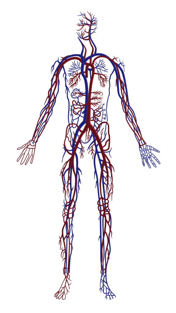 人間の血管の全体構造を示すイラスト。動脈・静脈・毛細血管の位置とネットワークが一目でわかる図解。自律神経や血流の仕組みを解説する医療・整体ブログ用