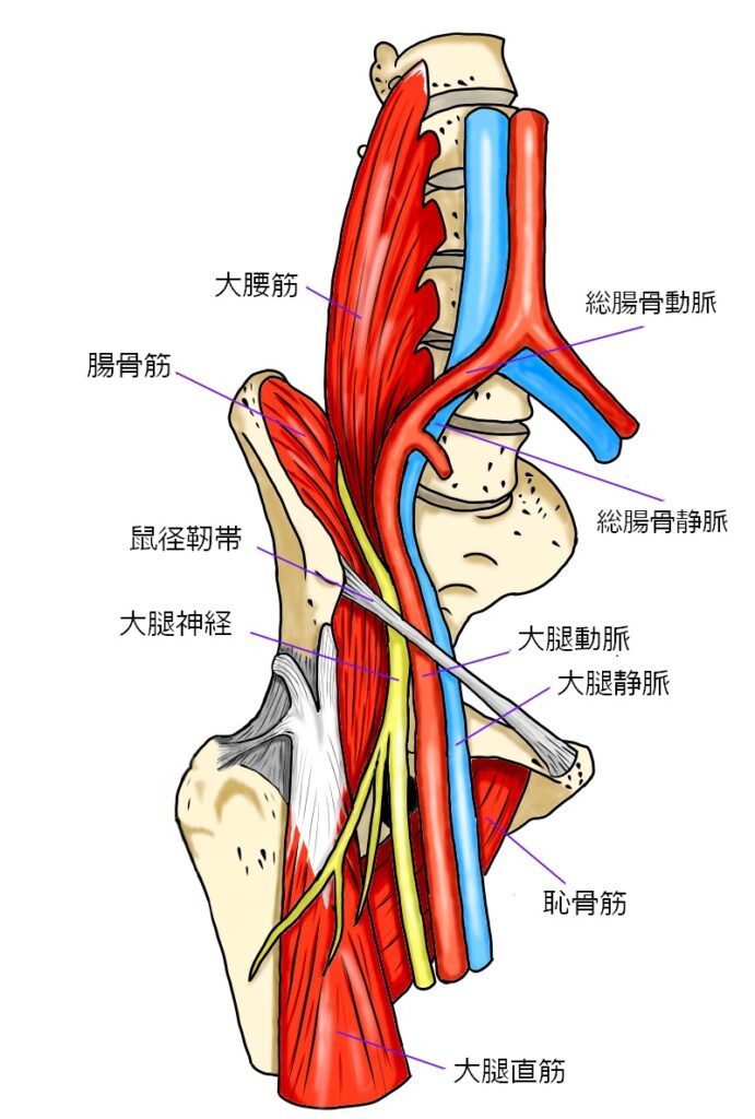 大腿神経の走行と周囲の筋肉・血管の関係がわかる医学イラスト。腸腰筋・鼠径靱帯・大腿直筋・大腿神経・大腿動静脈などの解剖構造を示す