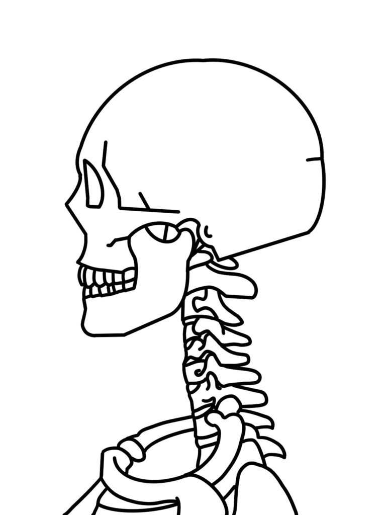 頭蓋骨と首の骨(頸椎)の構造を示すイラスト(鹿児島まどか整体院ブログ用)