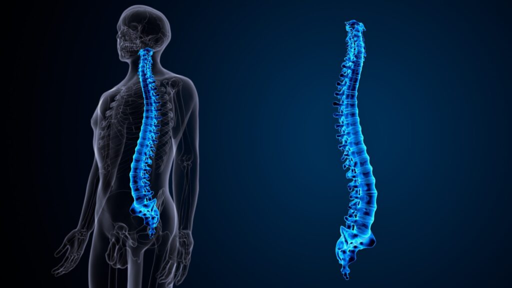 背骨と骨盤の構造を示す3D医療イラスト。全身のバランス調整や姿勢改善の解説に適したビジュアル