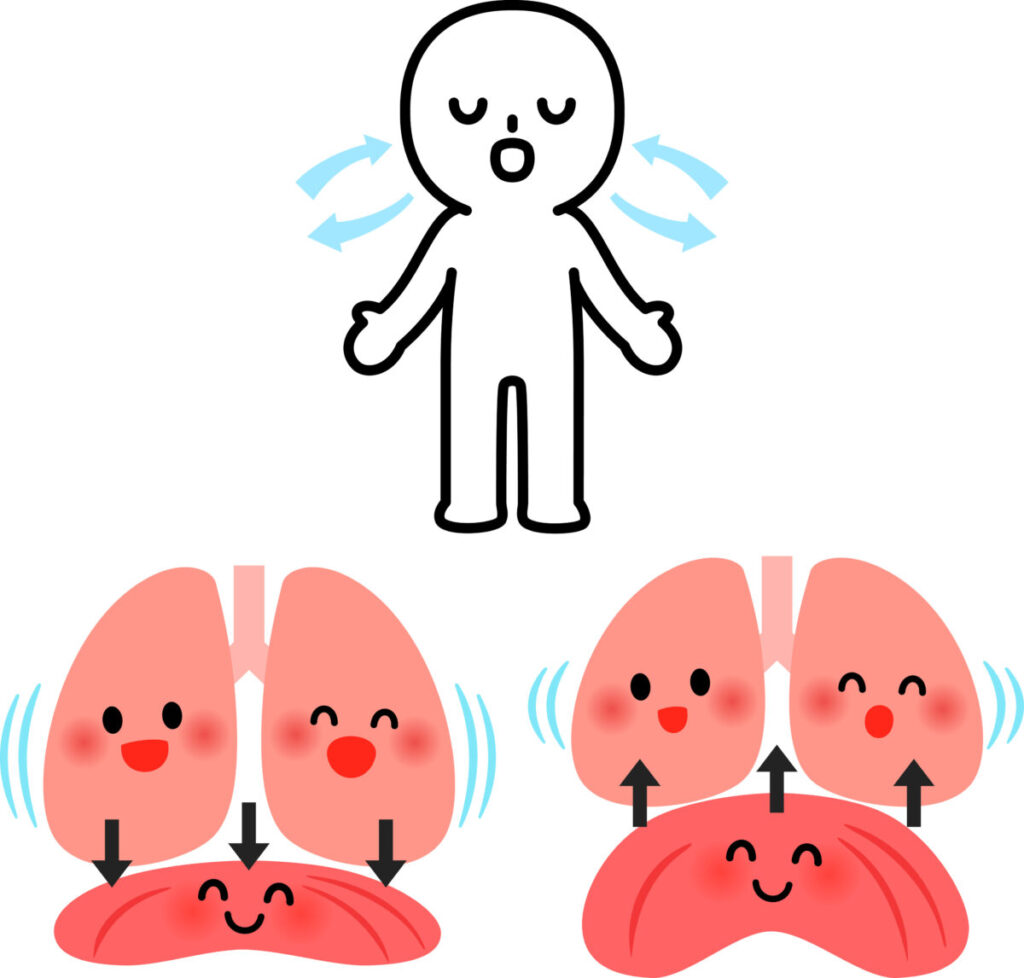 呼吸の仕組みを表すイラスト。吸気と呼気の動きに合わせて肺と横隔膜が動く様子が描かれている。