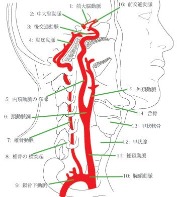 首から脳へつながる動脈と血流の経路の解剖図